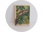 Набор подарочных спичечных коробков Со спичками "Редкие кошки" Чудово №13723